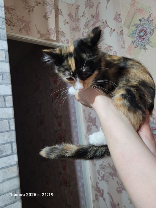 Отдам  кошечку. ..