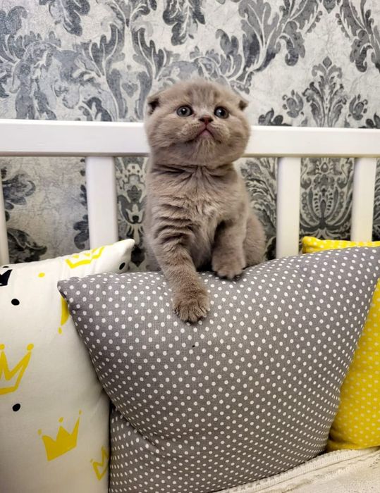 Шотландские фолды