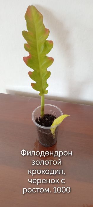 Продам комнатные цветы