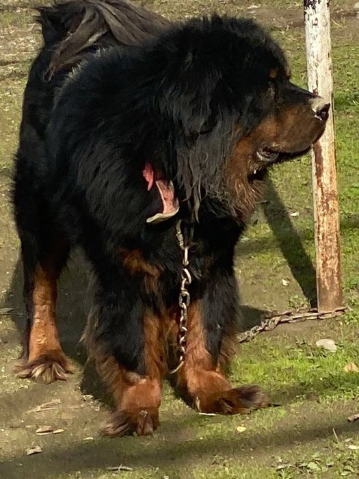 тибетский мастиф