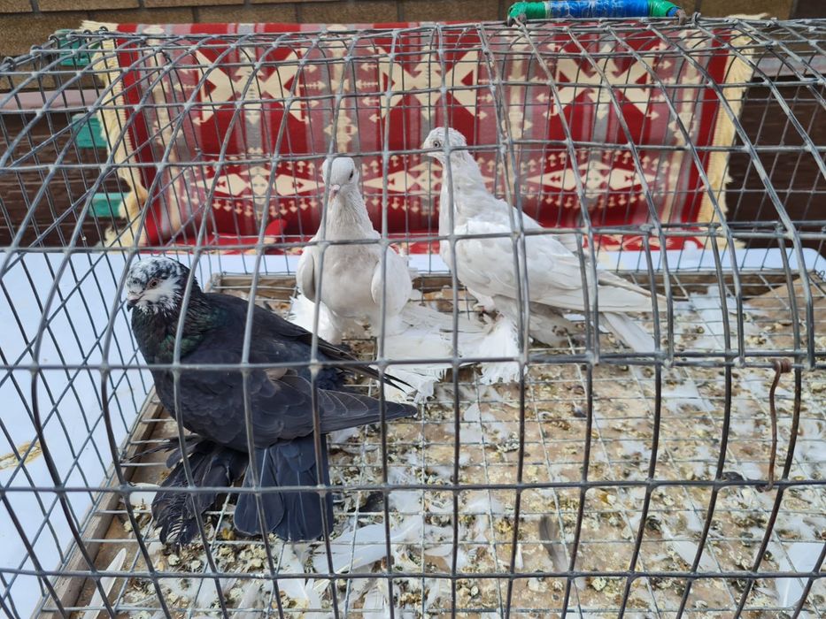 Голуби на продажу