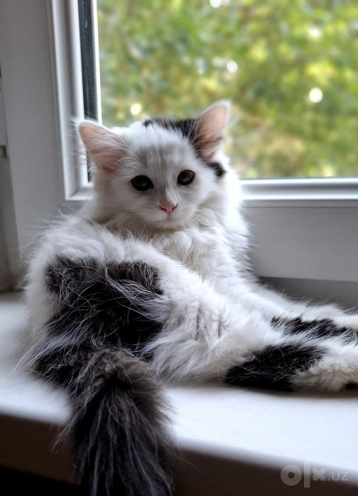 Продаём котёнка беленькая девочка,  2,5 месяца