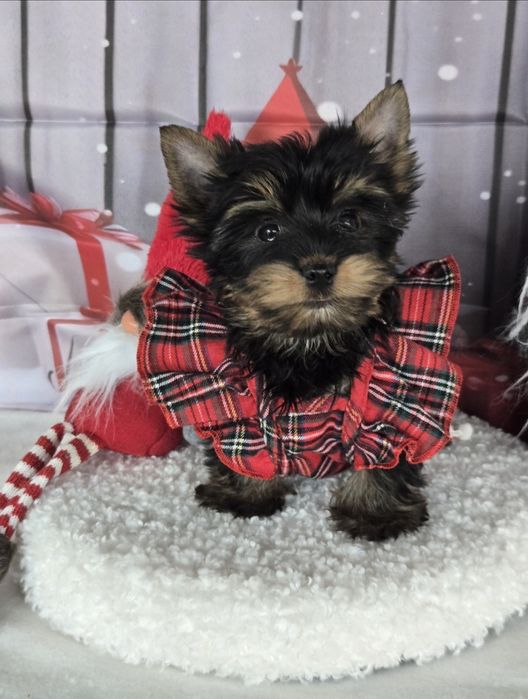 Йоркширски териер ,йорки мини момиче