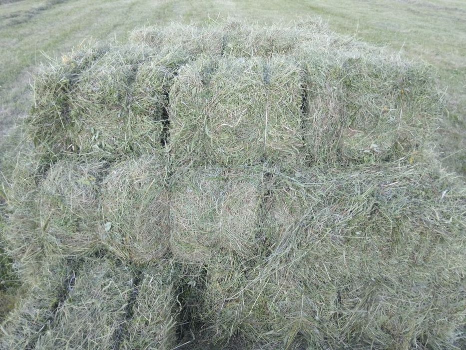 Продам  Сено этого года