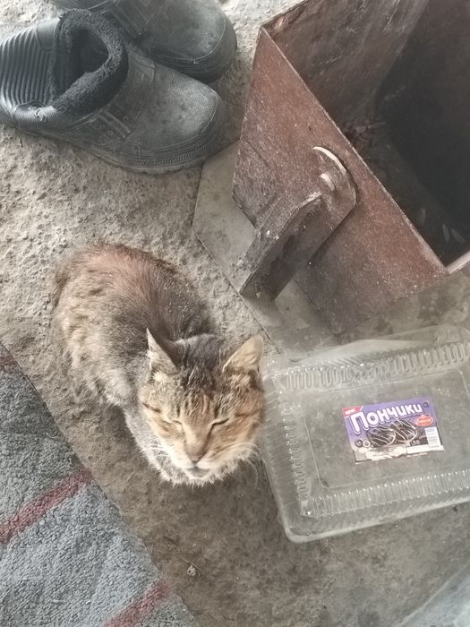 Кот на хорошие руки