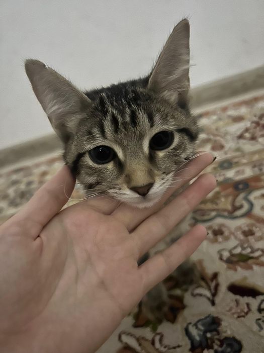 Котик в добрые руки