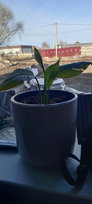 Спатифиллиум ( женское счастье)