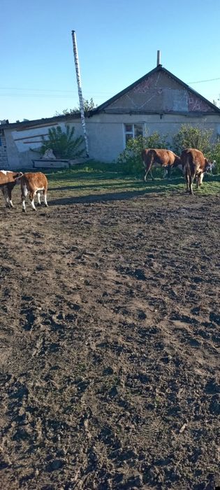 Продаются коровы с телятами подсосные