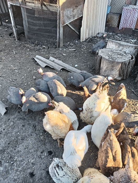 Продаммммм цицарок