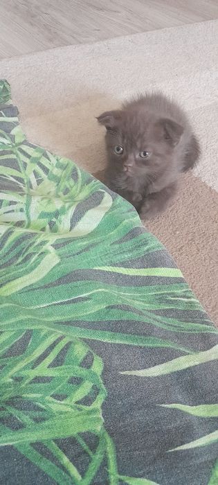 Продам породистых котят!