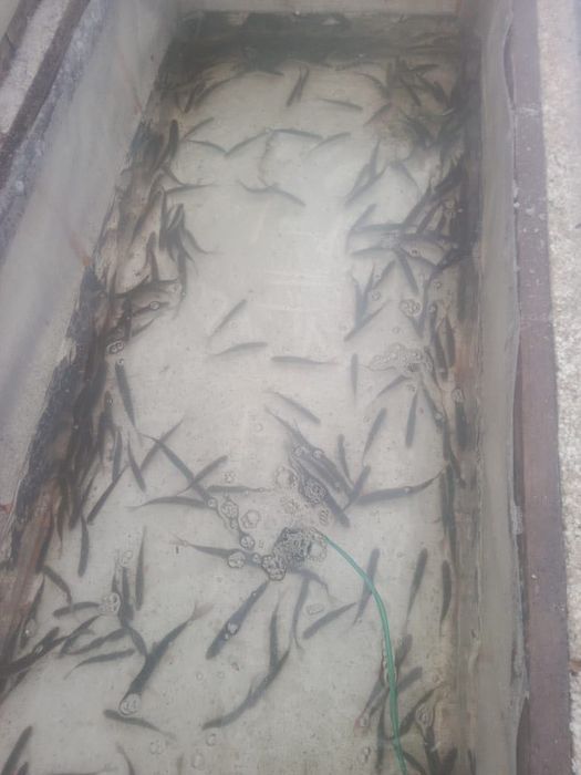 Продаю Малек Сарга