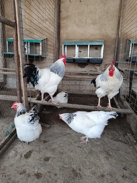 Gaini de rasă de vânzare