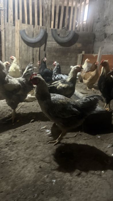 Продам петухов молодыйе