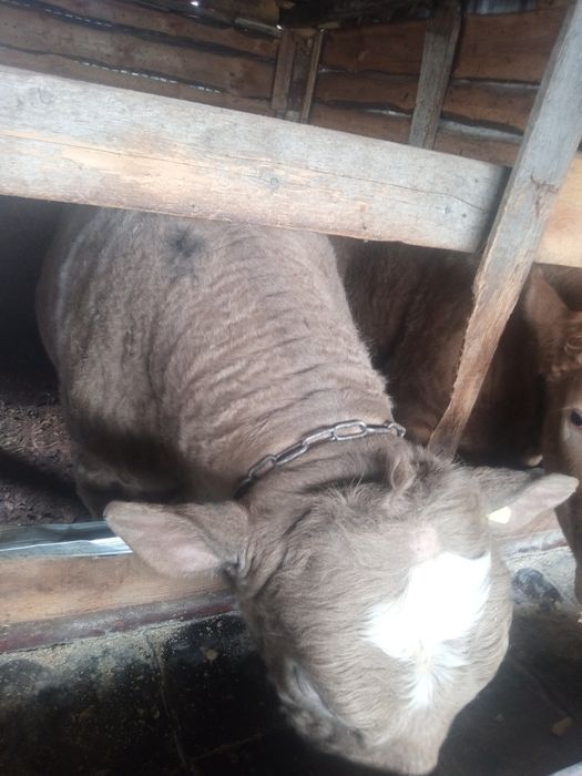 Продам бычков на племя