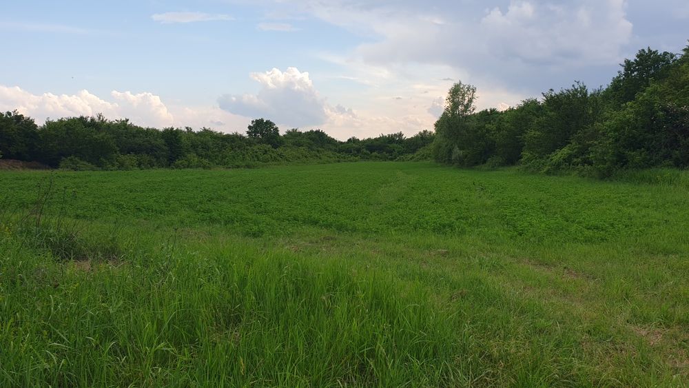 Teren  Extravilan ,Vita de  vie /Comuma Plopu, Judetul Prahova