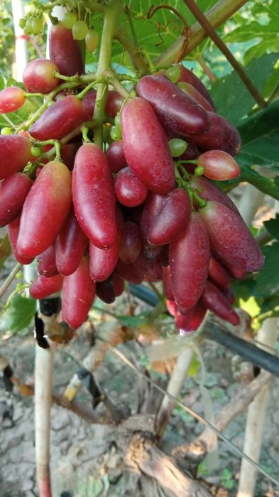 Vita de vie la ghiveci soiuri de masa fără semințe