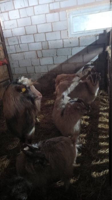 Продам коз.