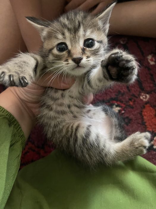 Skotish fold va strayt bolalari zotdor mushuklar