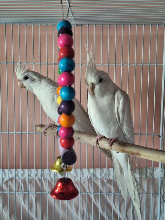 Карелла дубайски поющий пара