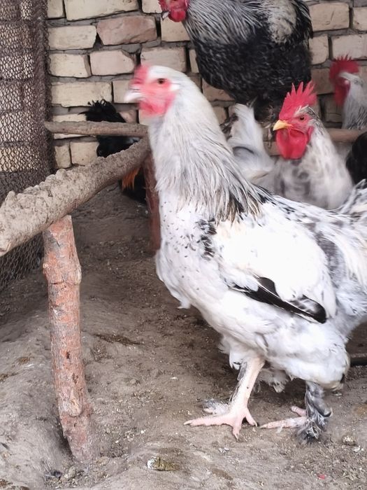 Xoʻrozlar sotiladi.