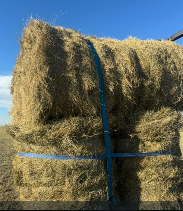 Продам сено — житняк рулонами
