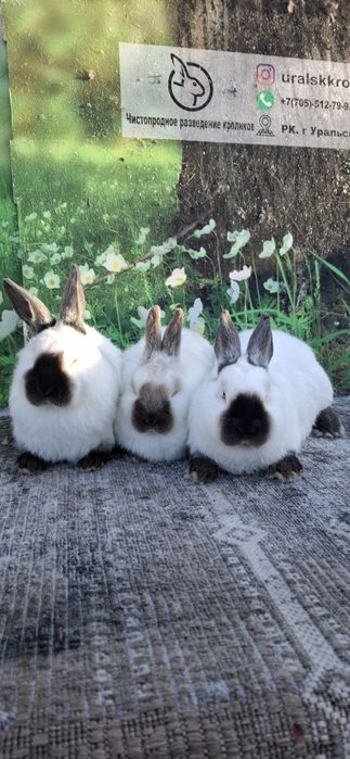 Кролики Евро калифорния