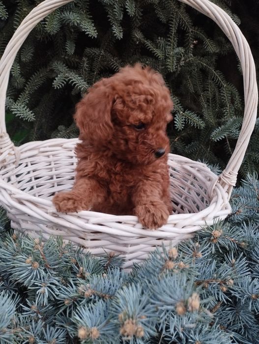 Той Пудел poodle toi