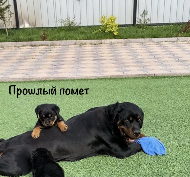 Щенки ротвейлера доставка есть