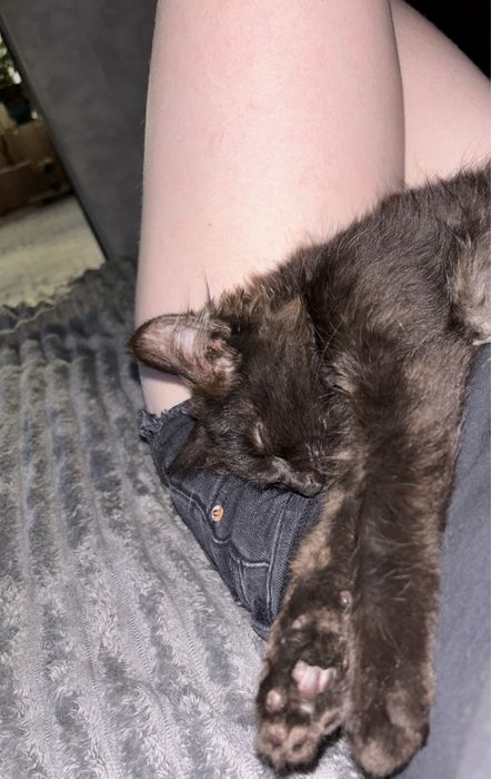 Отдам котенка в добрые руки