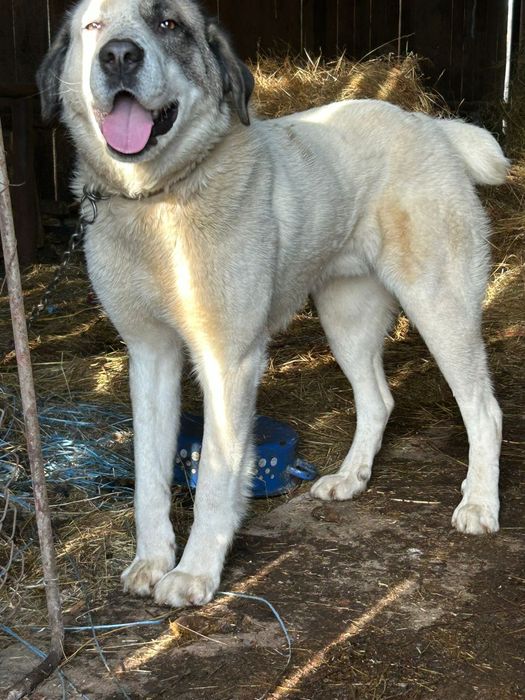 Donez 6 cățeluși de 8 săptămâni,mama labrador tata ciobănesc de Asia C