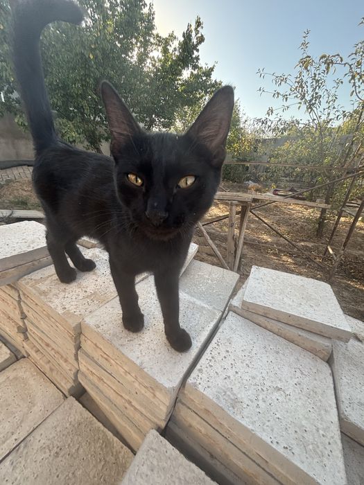 Отдаю в хорошие руки)