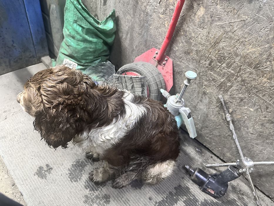 Найдена сабака спаниель