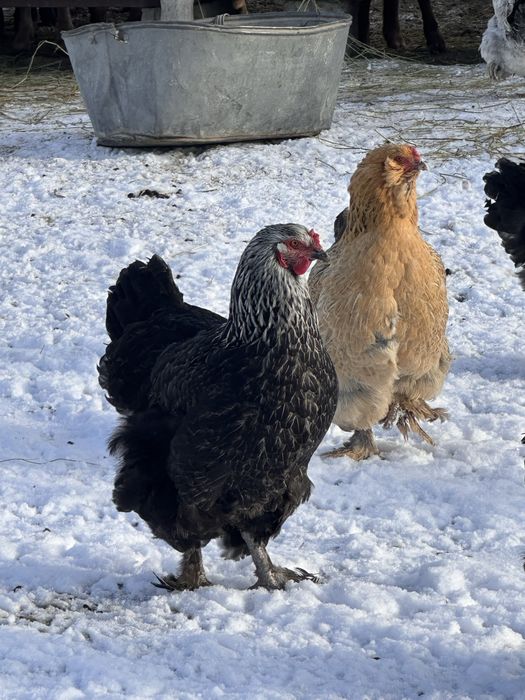 Продам петух курицы брам