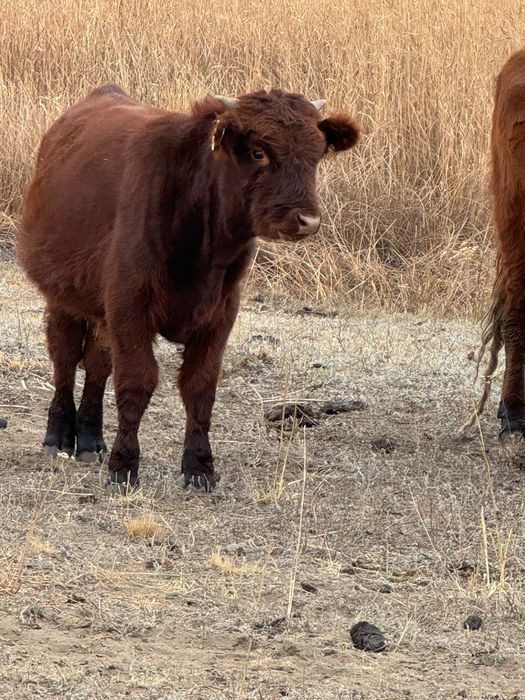 Подсостар сатылады