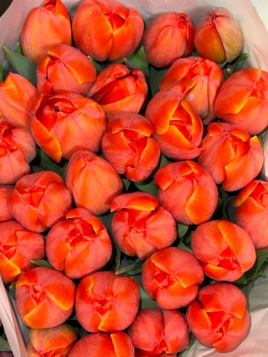 Тюльпаны оптом и в розницу