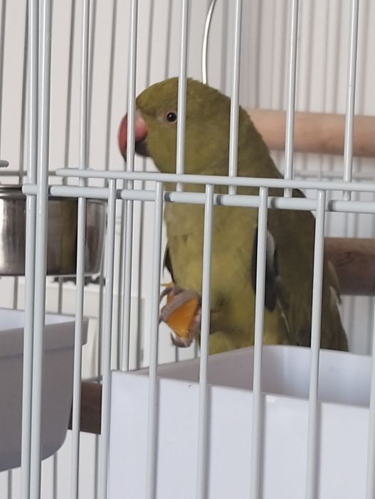 Micul Alexandru verde olive