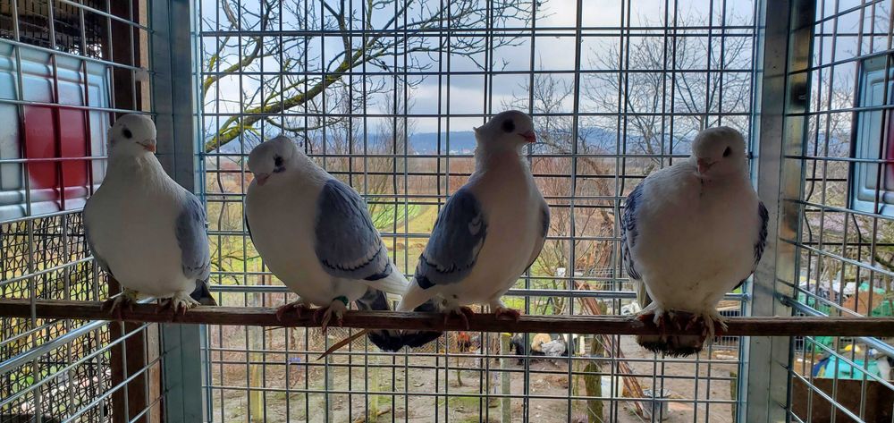 Pãsãri de curte,domestice