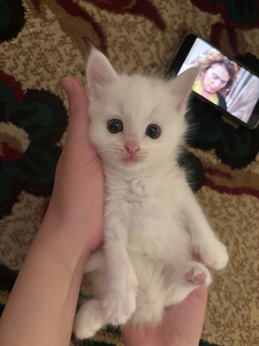 Отдам в добрые руки котят