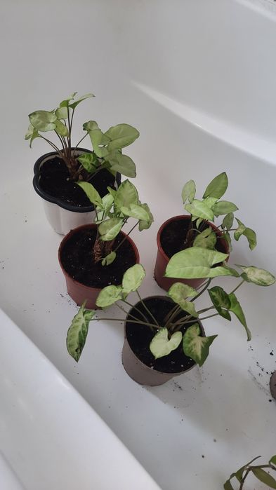 Продам сингониум