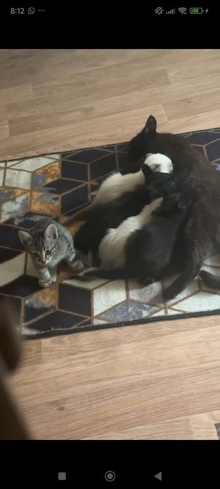 Котята в добрые руки