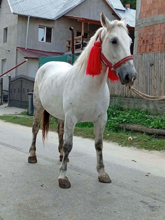 Vând iapa sau schimb