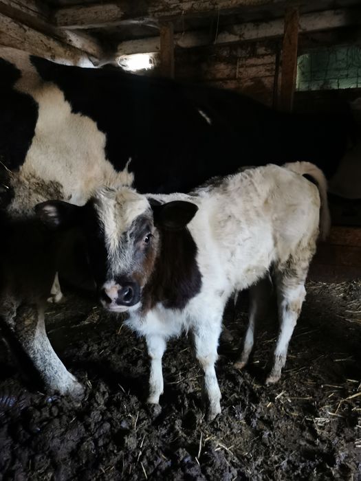 Vînd  vaci și viței