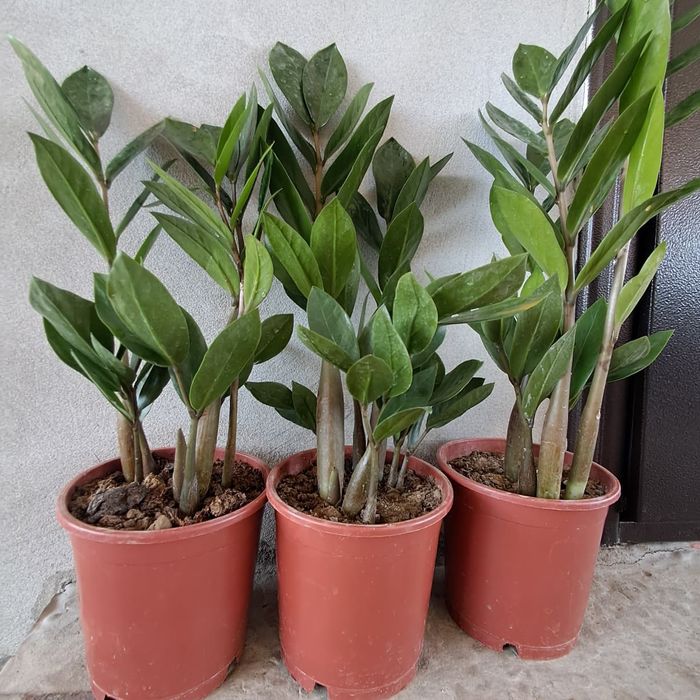 Продам комнатные цветы