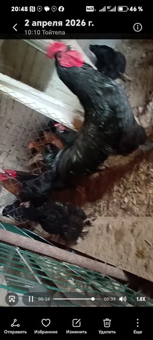 Товук хуроз лар сотилади хаммаси тухумда