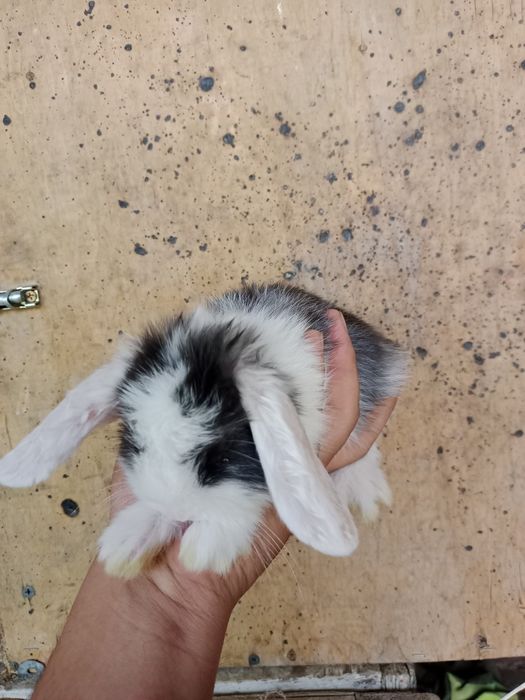 Голландские вислоухой кролики