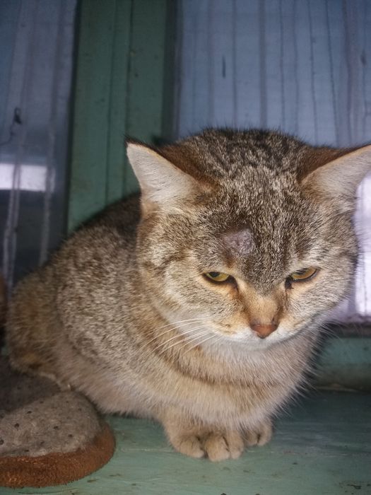 Кошка Стерилизованная