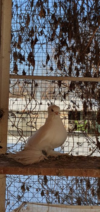 Голуби бойные разных мастей