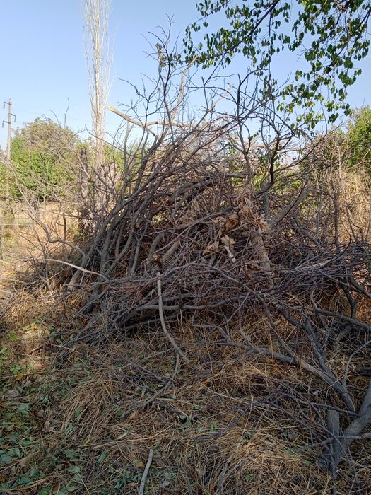 Утин бор сотилади