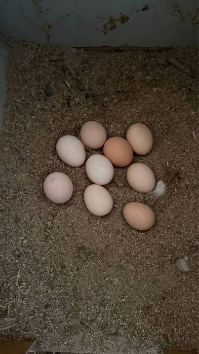 Tuxum bor Uyyiki  (домашний)