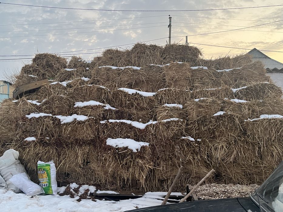 Шөп қамыс пірес быйылғы